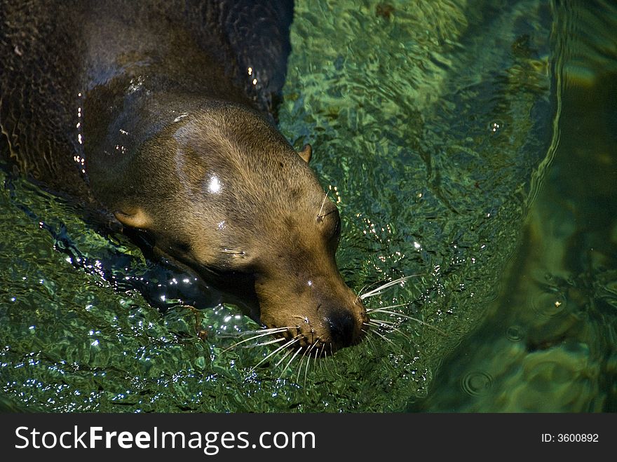 Tropical sea lion seal swimming in mexico