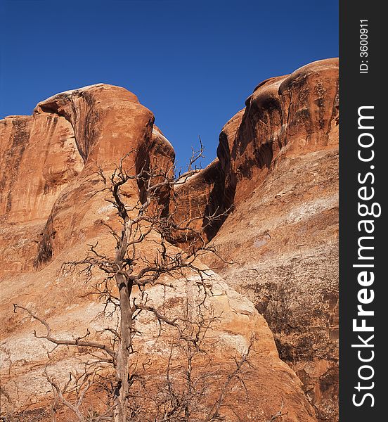 A dead tree with a backdrop of eroded sandstone. A dead tree with a backdrop of eroded sandstone