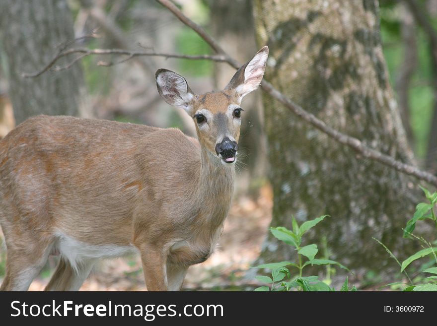 Female Deer (Doe) in Shenandoah National Park. Female Deer (Doe) in Shenandoah National Park