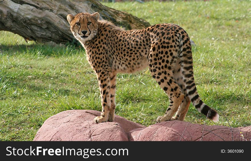 A Cheetah standing on a rock looking off into the distance