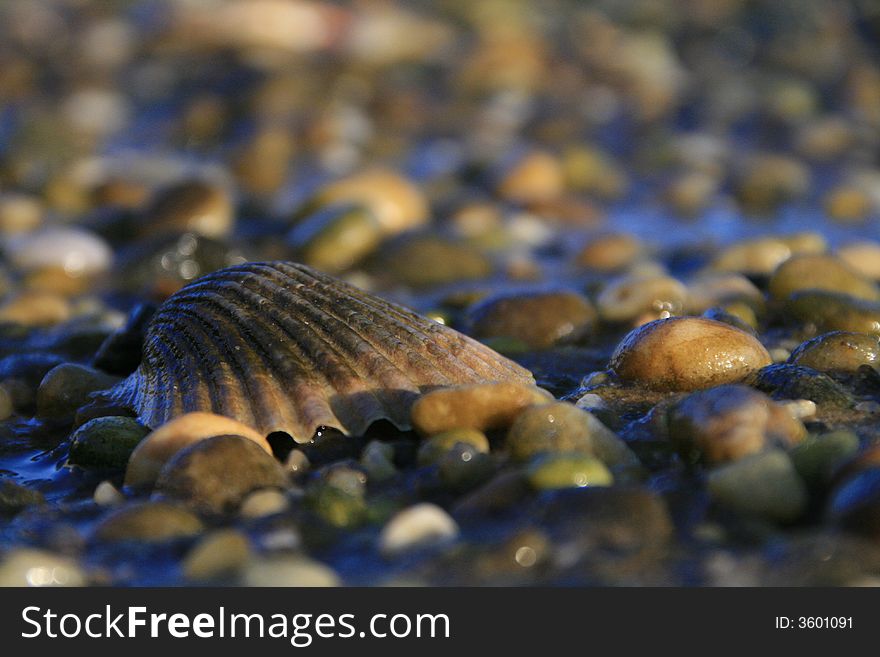 Macro image of seashell on wet stones and sand. Macro image of seashell on wet stones and sand