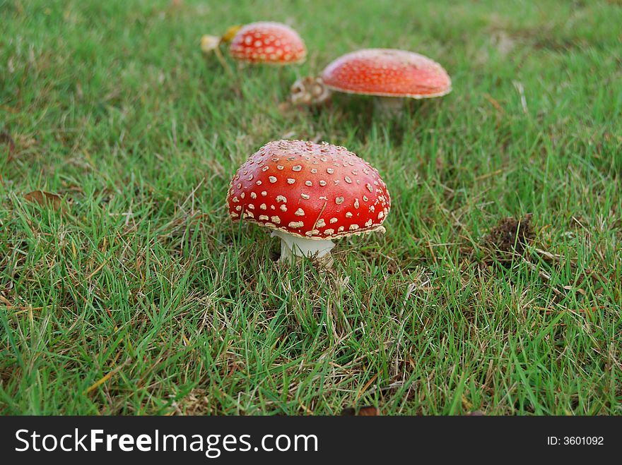 3 Fly Agaric Mushrooms