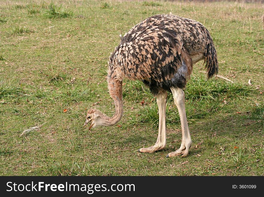 A baby ostrich pecking in the grass