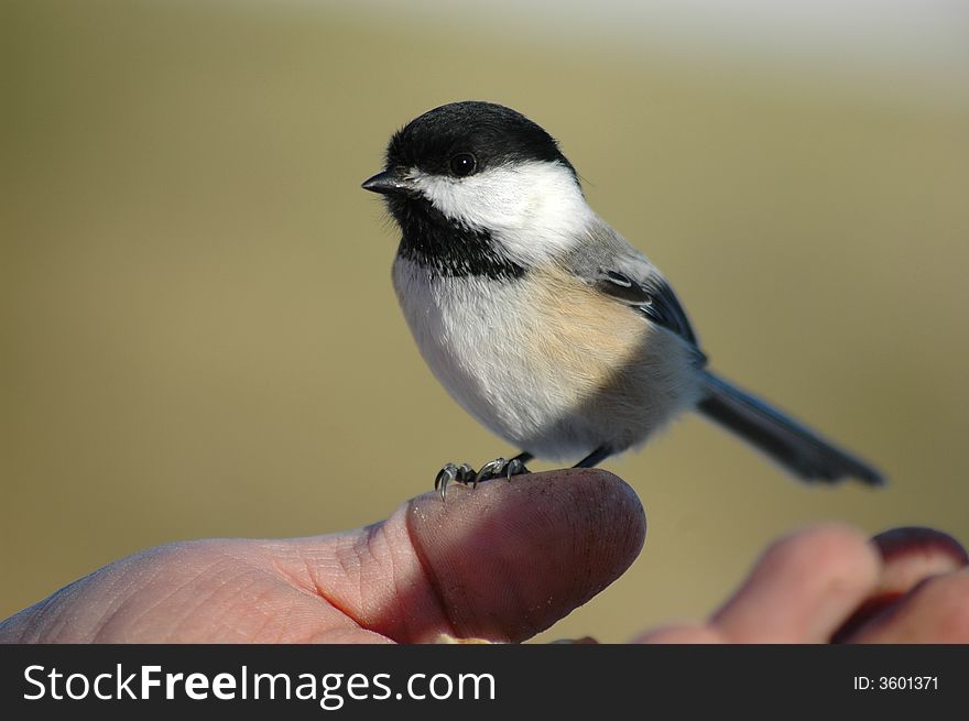 Tit With Hand