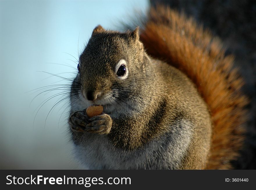 Adorable squirrel eating peannut in sunny day