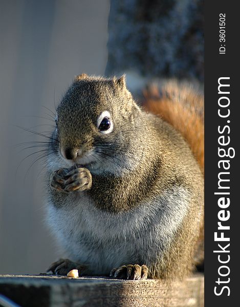 Squirrel eating a peannut on a wood