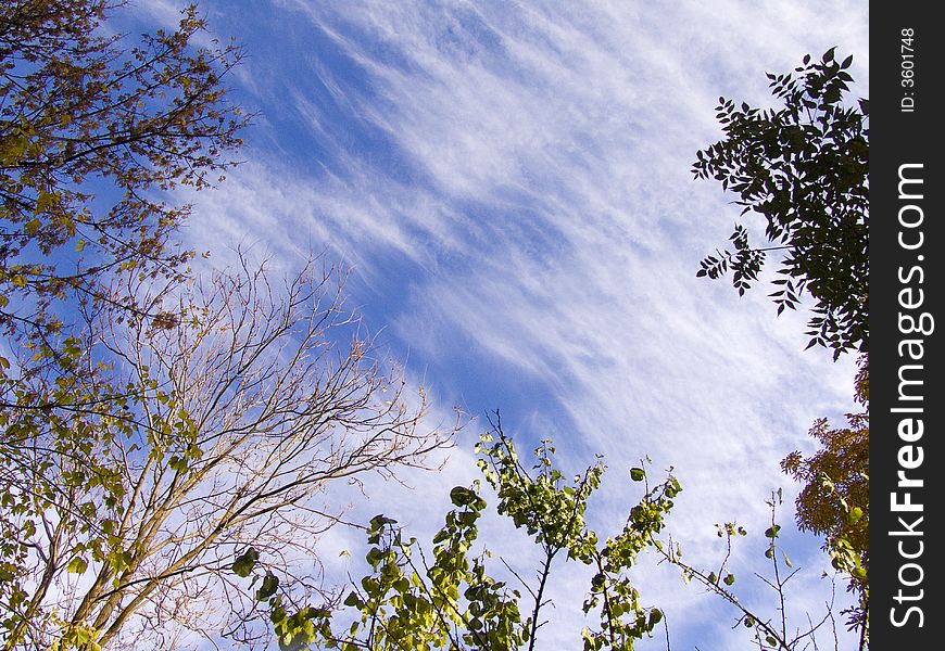 Cirrus Sky Veiled By Trees