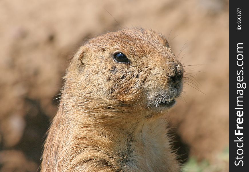 Prairie dog, close up