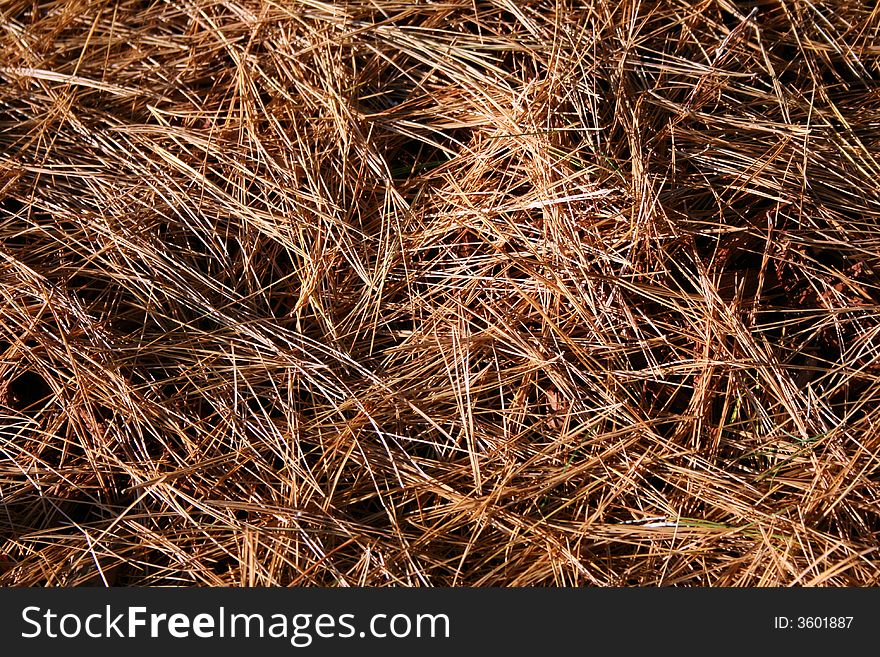 Background of pine needles taken in the fall. Background of pine needles taken in the fall.