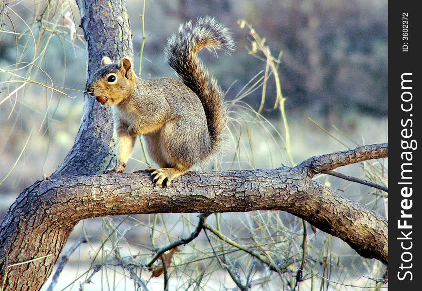 Squirrel with a nut in its mouth in a tree.