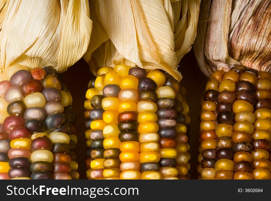 Multi-colored Indian corn background, autumn or fall decoration items