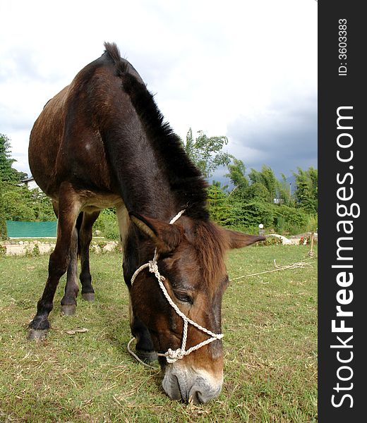 Horse eating grass around village.