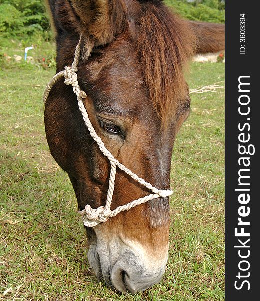 Close up of horse face.