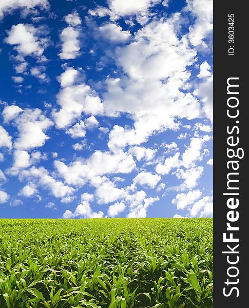 Corn field under blue sky