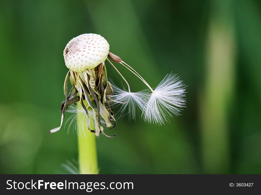 Half taraxacum dandelion in my backyard. Half taraxacum dandelion in my backyard