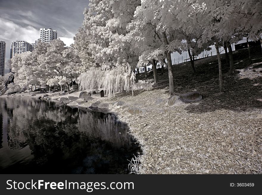 Infrared photo- tree, rock, girl and lake in the parks. Infrared photo- tree, rock, girl and lake in the parks