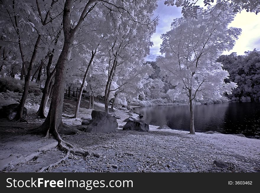 Infrared Photo- Tree,rock,girl