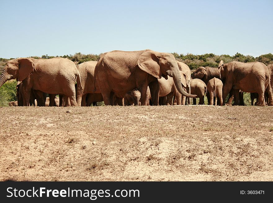 A herd of african elephants gather at a watering hole on a hot day