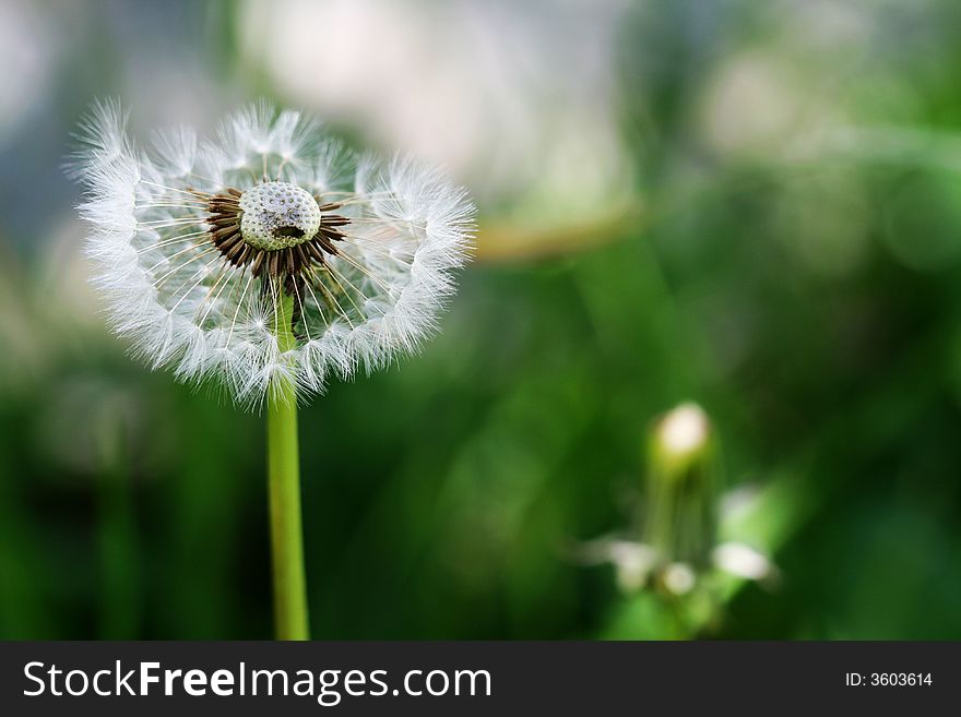 Half taraxacum dandelion in my backyard. Half taraxacum dandelion in my backyard