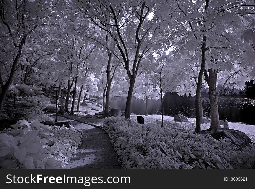 Infrared Photo- Tree, Rock