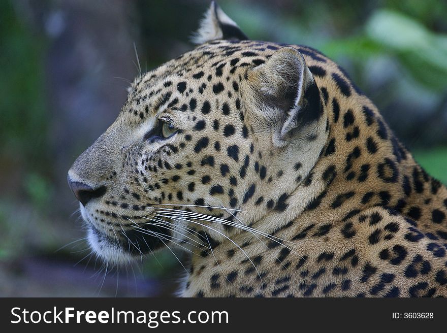 An African Leopard in the wild