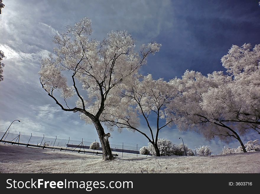 Infrared photo- tree, fence and skies in the parks