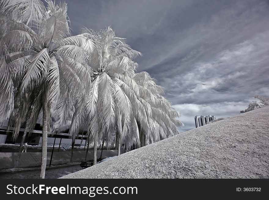 Infrared photo- coconut tree and modern building in the parks