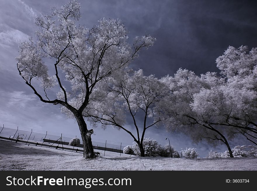 Infrared Photo- Tree, Fence