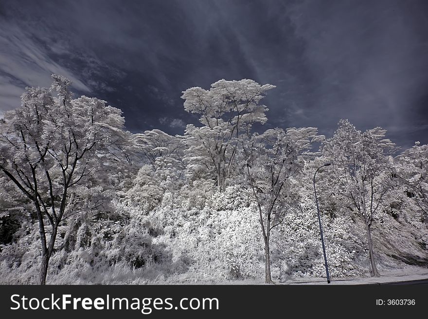 Infrared photo- tree, skies