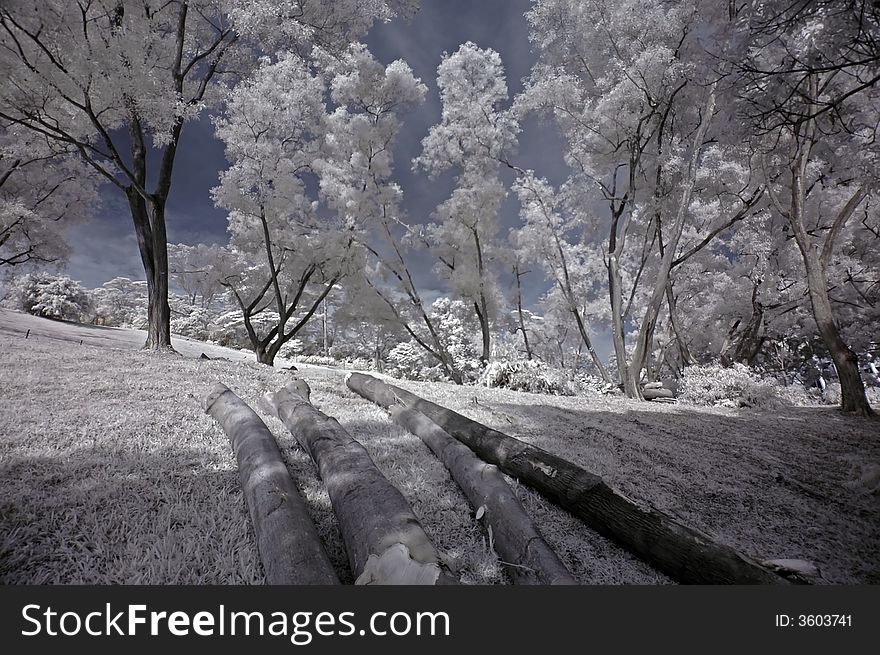 Infrared photo- tree, fence and tree log in the parks. Infrared photo- tree, fence and tree log in the parks