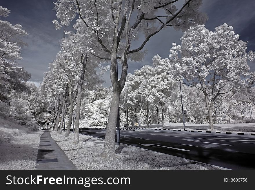 Infrared photo- tree, skies and road in the parks. Infrared photo- tree, skies and road in the parks