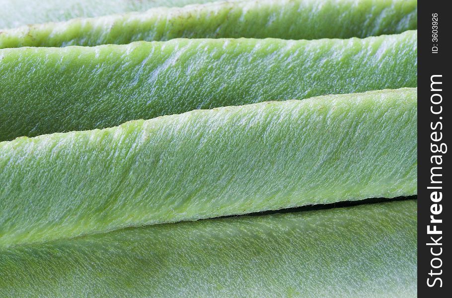 Closeup of fresh runner beans. Suitable for use as a background. Closeup of fresh runner beans. Suitable for use as a background