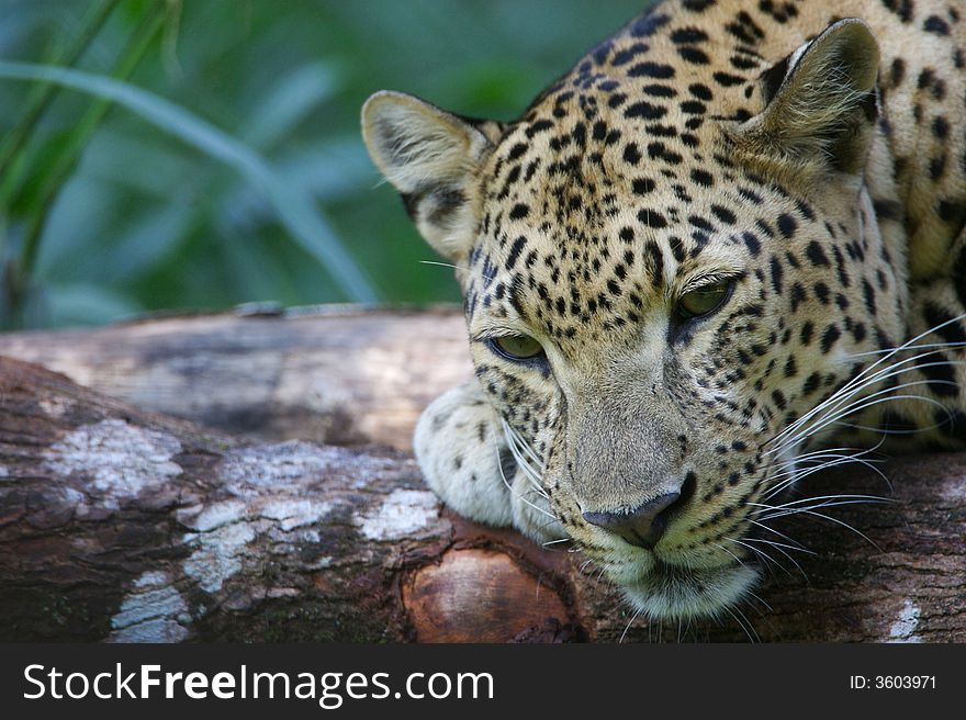 African Leopard