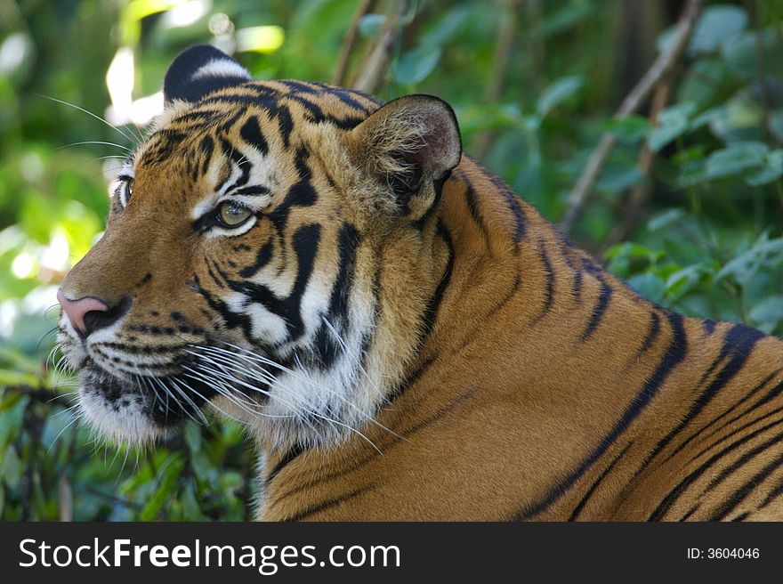 A Malaysian Tiger having a rest