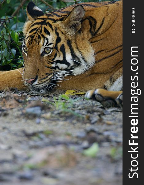 A Malaysian Tiger having a rest