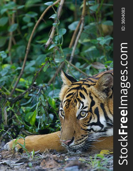 A Malaysian Tiger having a rest