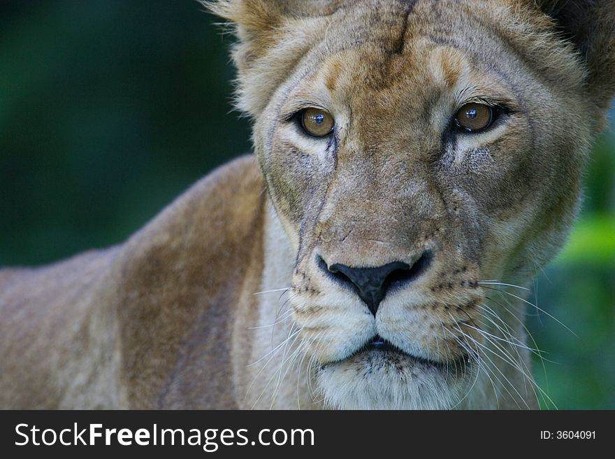 An African female lioness on the lookout