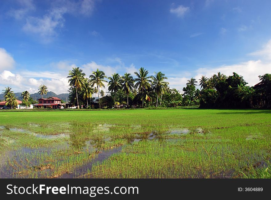 Focus a paddy fields image at malaysian