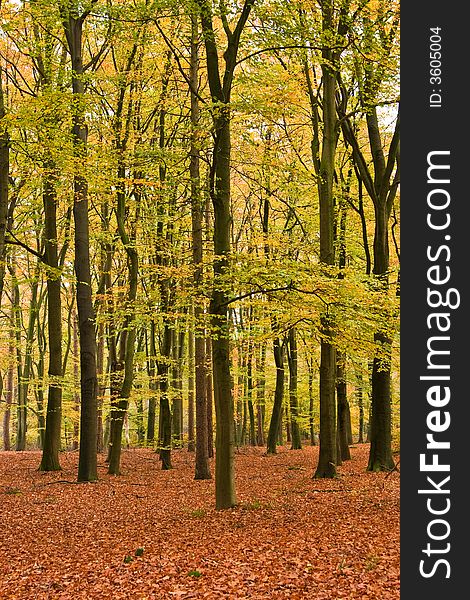Open beech forest in autumn colours. Open beech forest in autumn colours