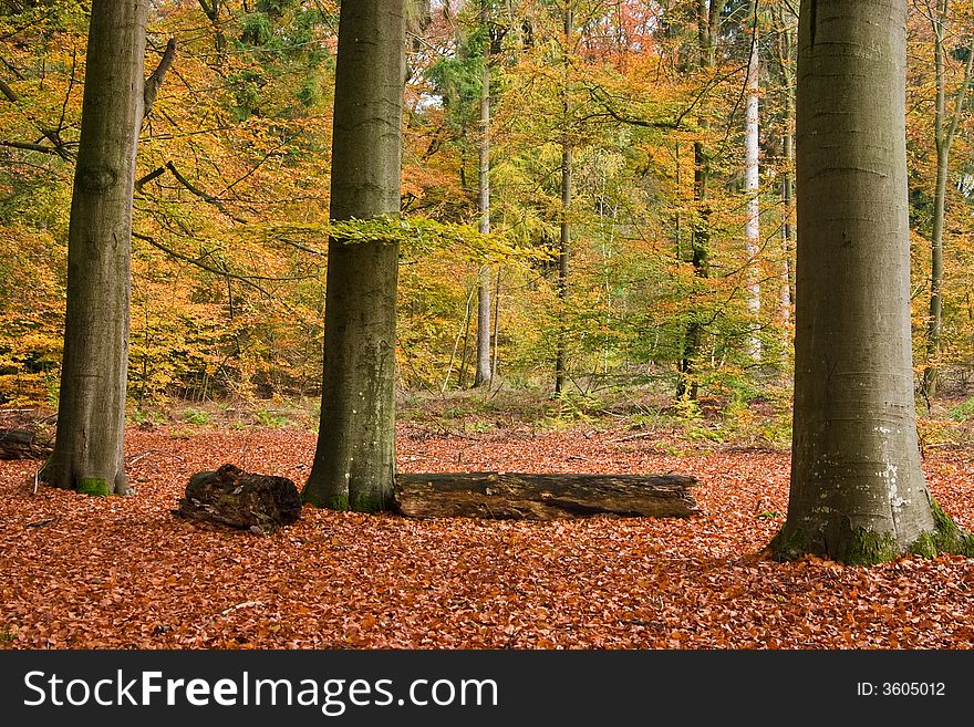 Three beech trees in an autumn colored forest. Three beech trees in an autumn colored forest