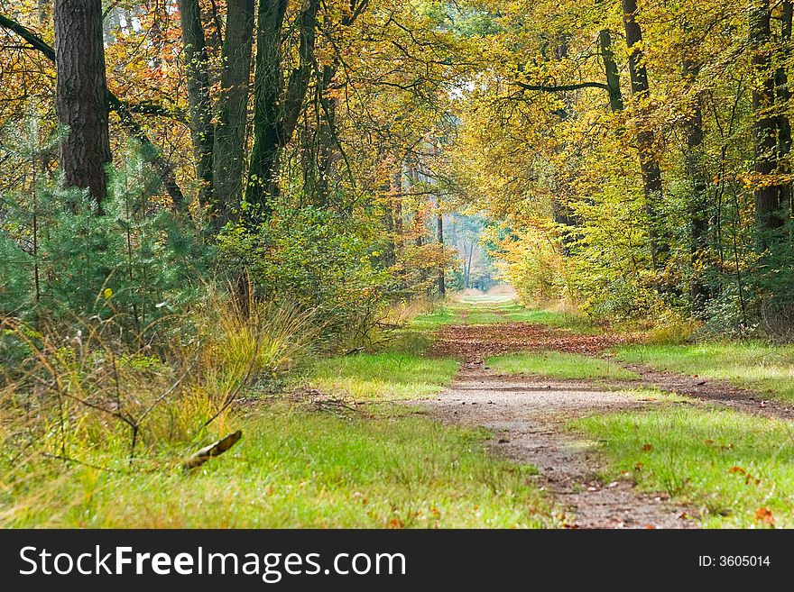 Idyllic footpath through a forest in autumn colours. Idyllic footpath through a forest in autumn colours