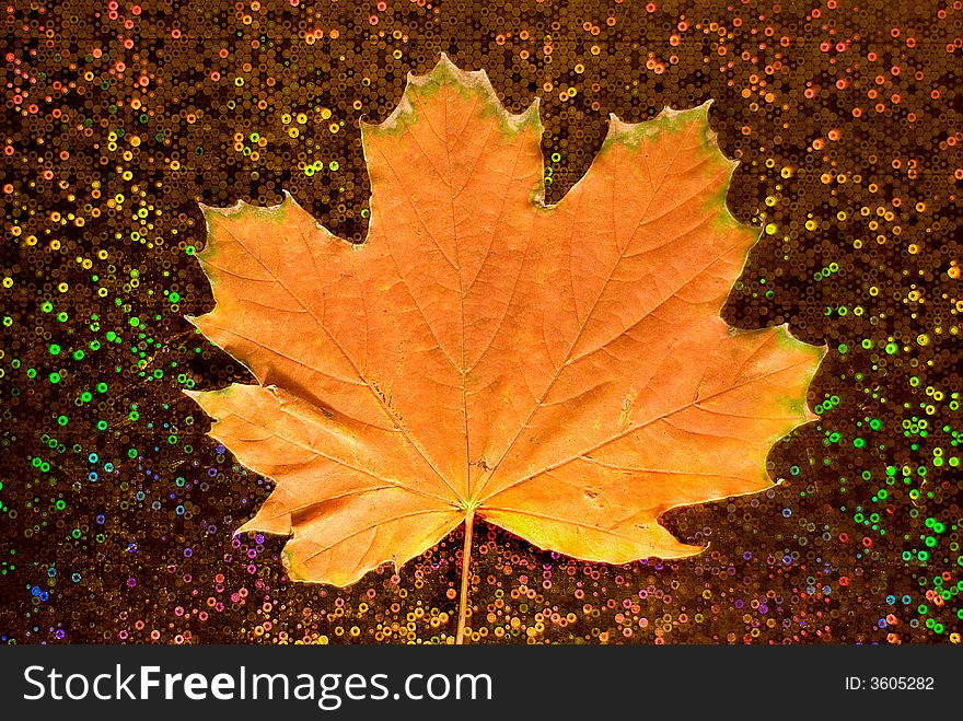 The orange maple leaf is photographed on a brilliant background