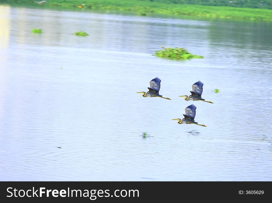 A Three grey heron flying on the river wings spread