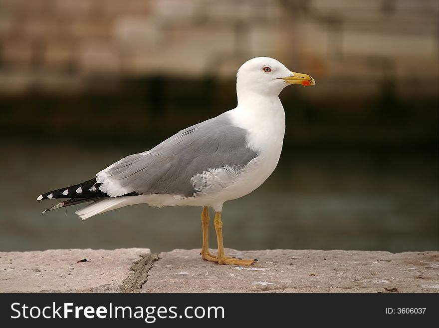 Close up of seagull on rock