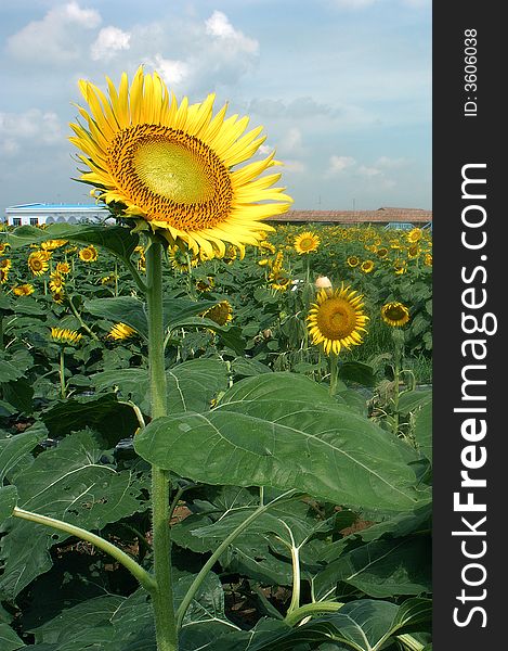 Bloom tall high up sunflower