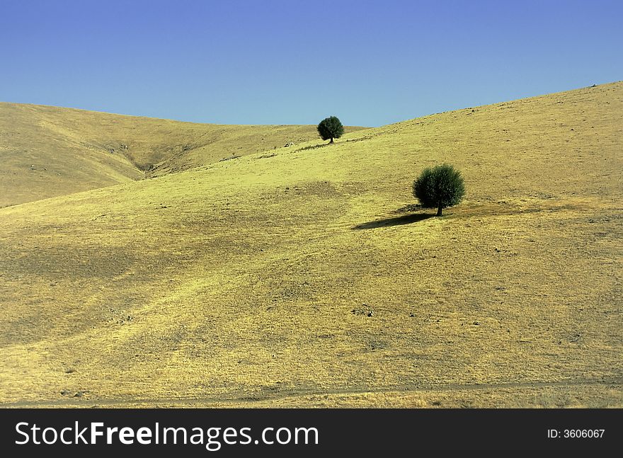 Two trees alone on dry meadows in Anatolia hills in summer, Turkey. Two trees alone on dry meadows in Anatolia hills in summer, Turkey.