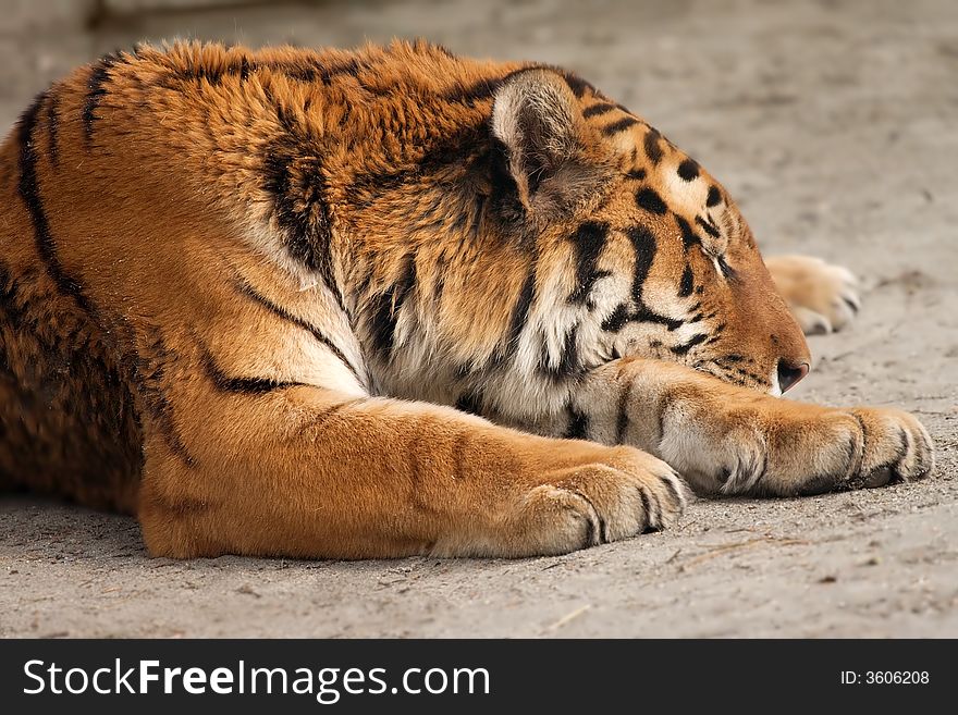 Close up of tiger sleeping