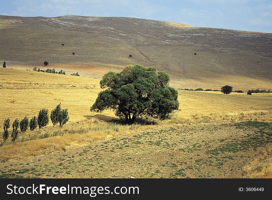 A tree alone on dry meadows in Anatolia hills in summer, Turkey. A tree alone on dry meadows in Anatolia hills in summer, Turkey.