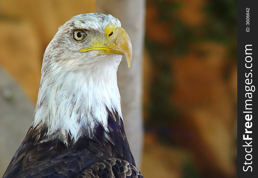 Portrait of an American eagle