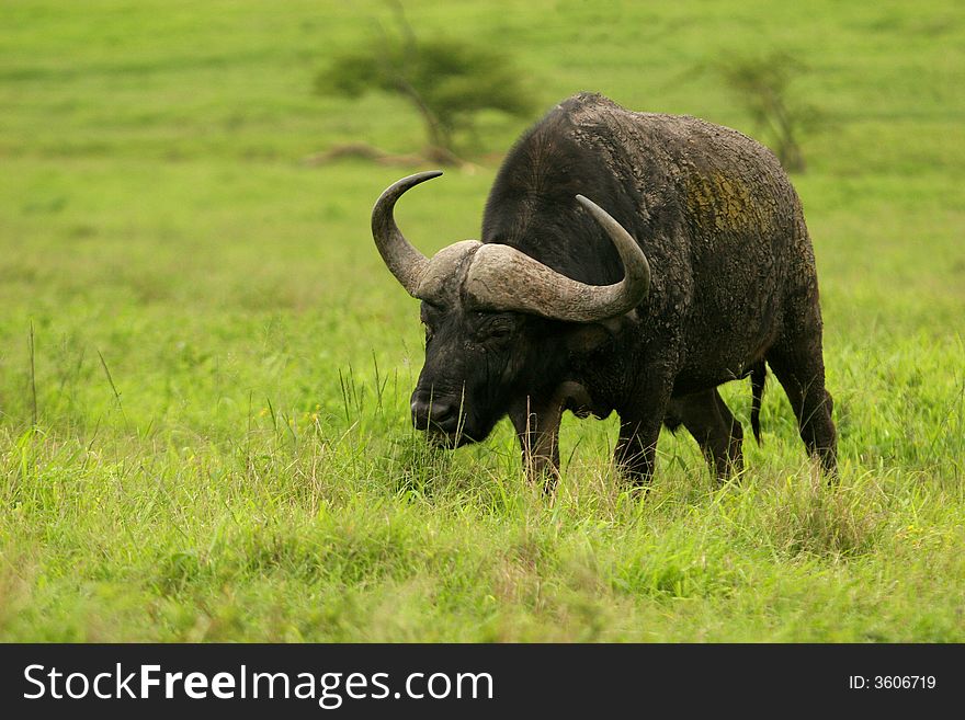 African Water Buffalo feeding in the early morning.